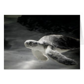 Swimming Turtle (Front Horizontal)
