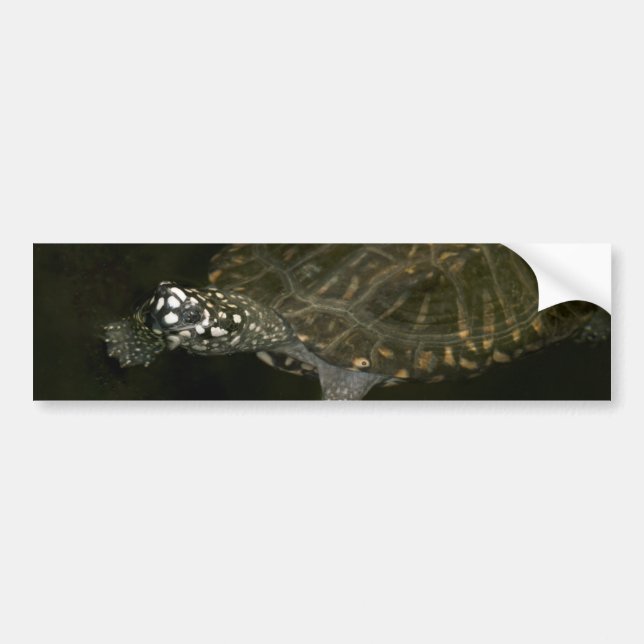 Swimming Turtle Bumper Sticker (Front)