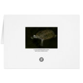 Swimming Turtle Cards (Back Horizontal)