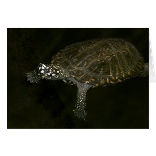 Swimming Turtle Cards (Front Horizontal)