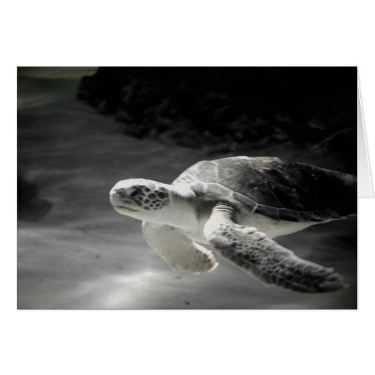 Swimming Turtle Cards (Front Horizontal)