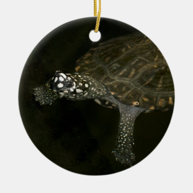 Swimming Turtle Ceramic Ornament (Front)