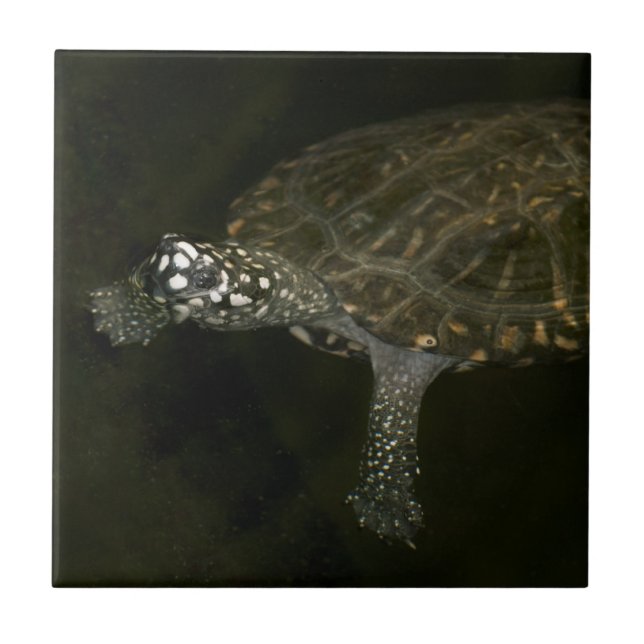 Swimming Turtle Ceramic Tile (Front)