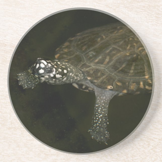 Swimming Turtle Drink Coaster (Front)