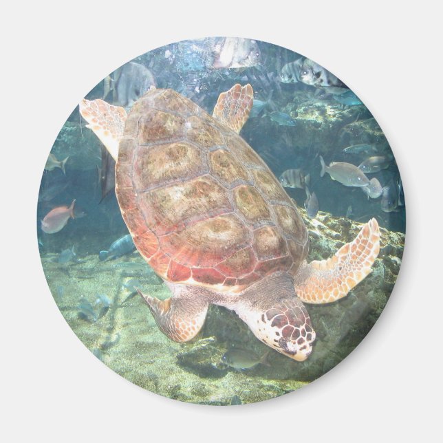 Swimming Turtle Magnet (Front)