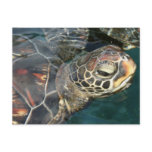 Swimming Turtle  Postcard