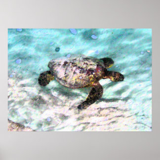 Swimming Turtle Poster
