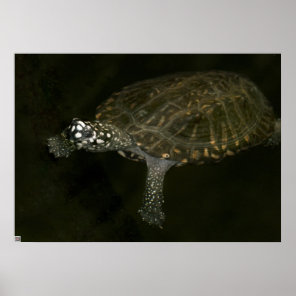 Swimming Turtle Poster