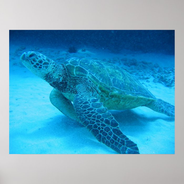 Swimming with sea turtles 2 poster