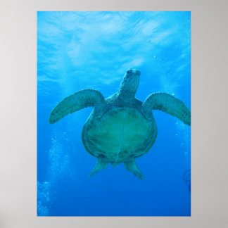 Swimming with sea turtles in Hawaii poster 1