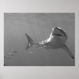 Swimming with Sharks Poster