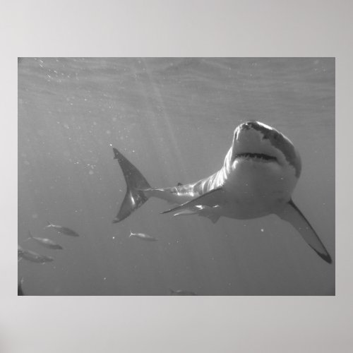 Swimming with Sharks Poster