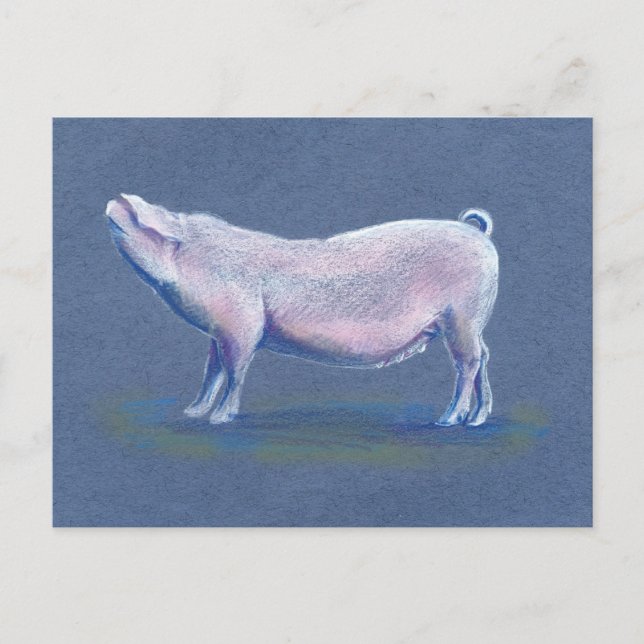 Swine pig hog hand drawn art postcard (Front)