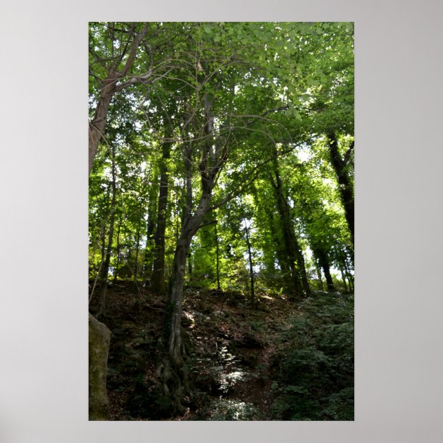 Swing and Tree Poster (Front)