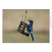 Swinging Blue Jay (Front Horizontal)
