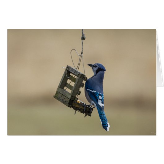 Swinging Blue Jay (Front Horizontal)