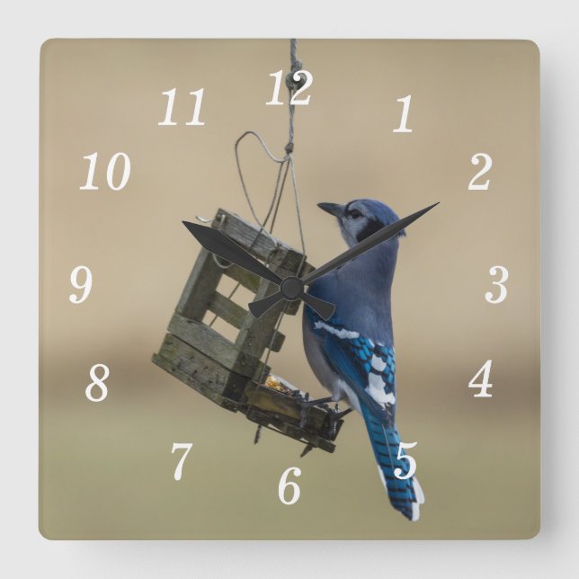 Swinging Blue Jay Wall Clock (Front)