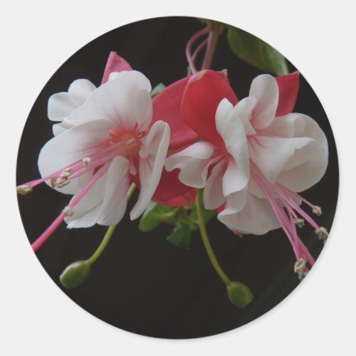 Swingtime Fuschia Classic Round Sticker