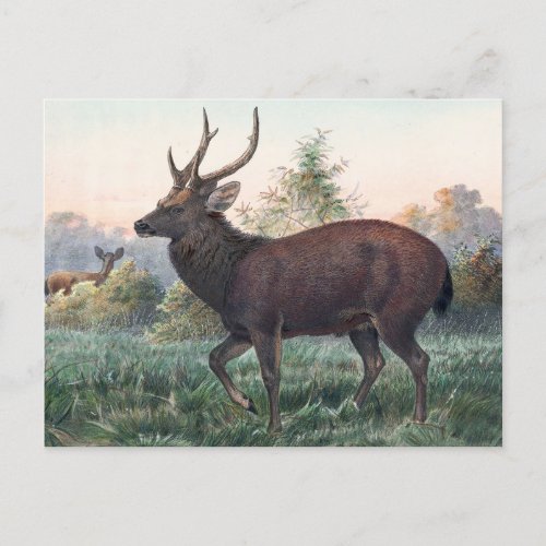 Swinhoeâs Deer by Joseph Wolf Postcard