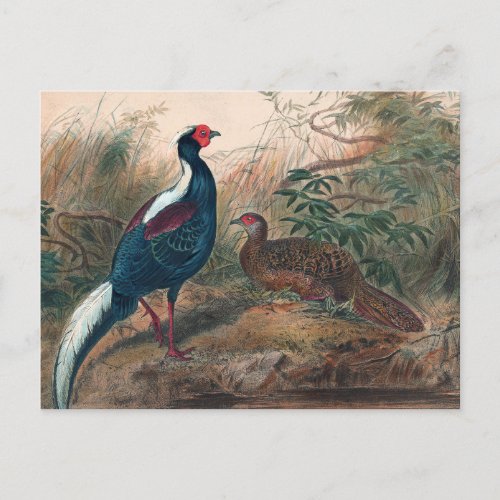 Swinhoeâs Pheasant by Joseph Wolf Postcard
