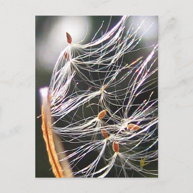 Swirling Milkweed Poof Carnival Ridew Nature Postcard (Front)
