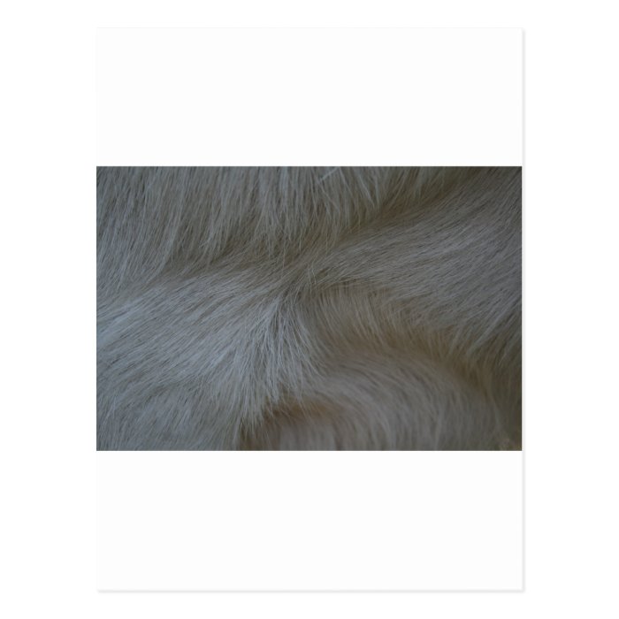 Swirls of white goat hair pattern postcard