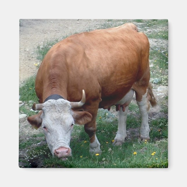 Swiss Alps cow magnet (Front)