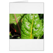 Swiss Chards (Front)