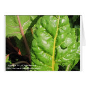 Swiss Chards (Front Horizontal)