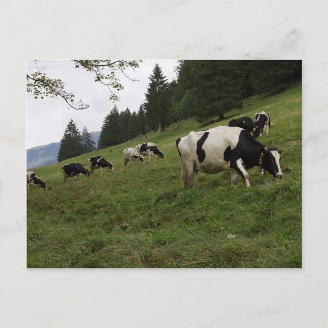Swiss cows postcard (Front)