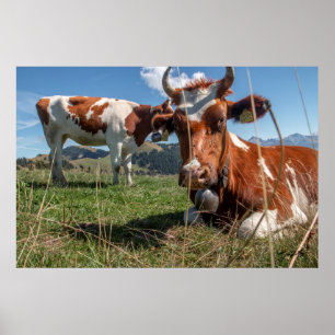 Swiss Cows Poster
