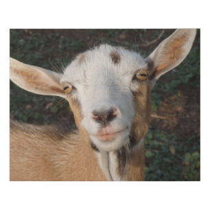 Swiss Marked Nigerian Dwarf Dairy Goat Doe Faux Canvas Print