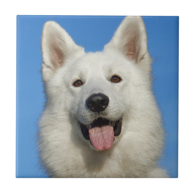 Swiss Shepherd Dog Tile (Front)