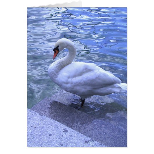 Swiss Swan Cards (Front)