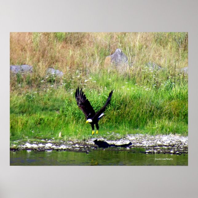 Swooping Eagle Poster (Front)