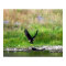 Swooping Eagle