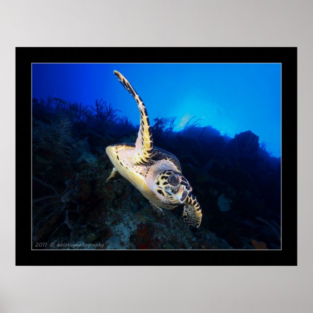 Swooping Turtle Poster (Front)