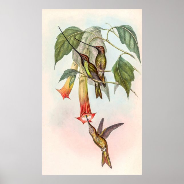 Sword-billed Hummingbird by John Gould Poster (Front)