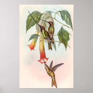 Sword-billed Hummingbird by John Gould Poster