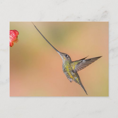 Sword_Billed Hummingbird in Flight Postcard