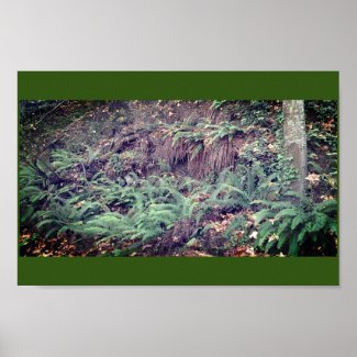 Sword Fern on Trail Poster