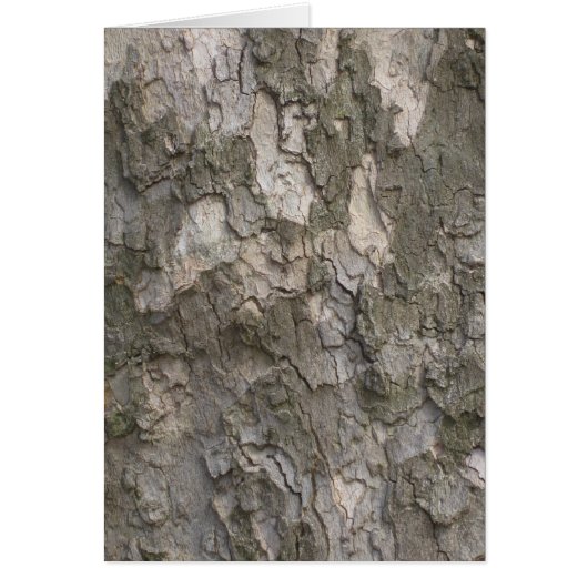 Sycamore bark cards (Front)