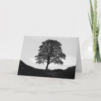 Sycamore Gap Greeting Card