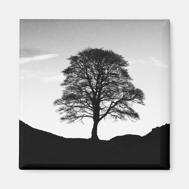 Sycamore Gap Magnet (Front)