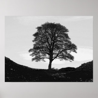 Sycamore Gap Poster/Print Poster