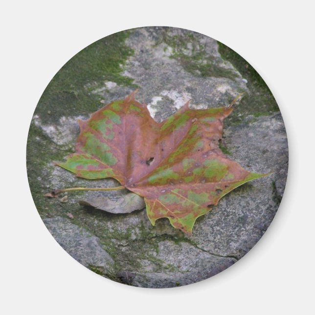 Sycamore Leaf Magnet (Front)