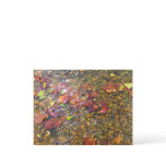 Sycamore Leaves in the Shenandoah River Postcard
