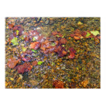 Sycamore Leaves in the Shenandoah River Poster