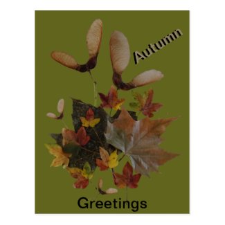 Sycamore Maple Leaves Collage AUTUMN Postcard