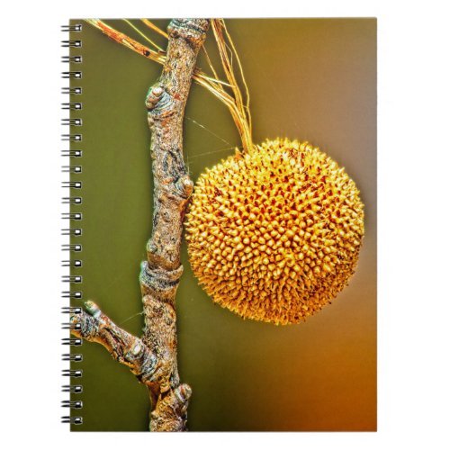Sycamore Seed Ball Spiral Notebook